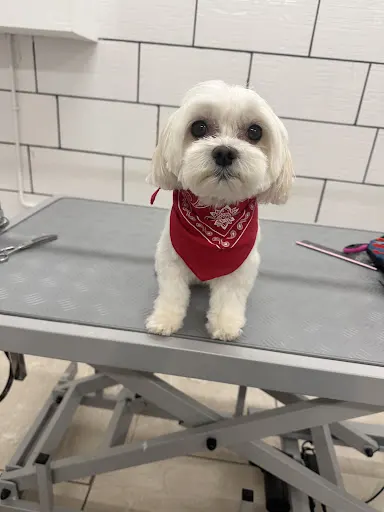 Studio Psiej Urody I Love Dogs Jelenia Góra